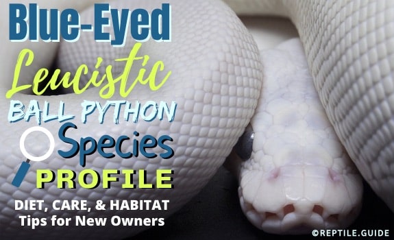 Blue eyed lucy ball python care sheet for new owners