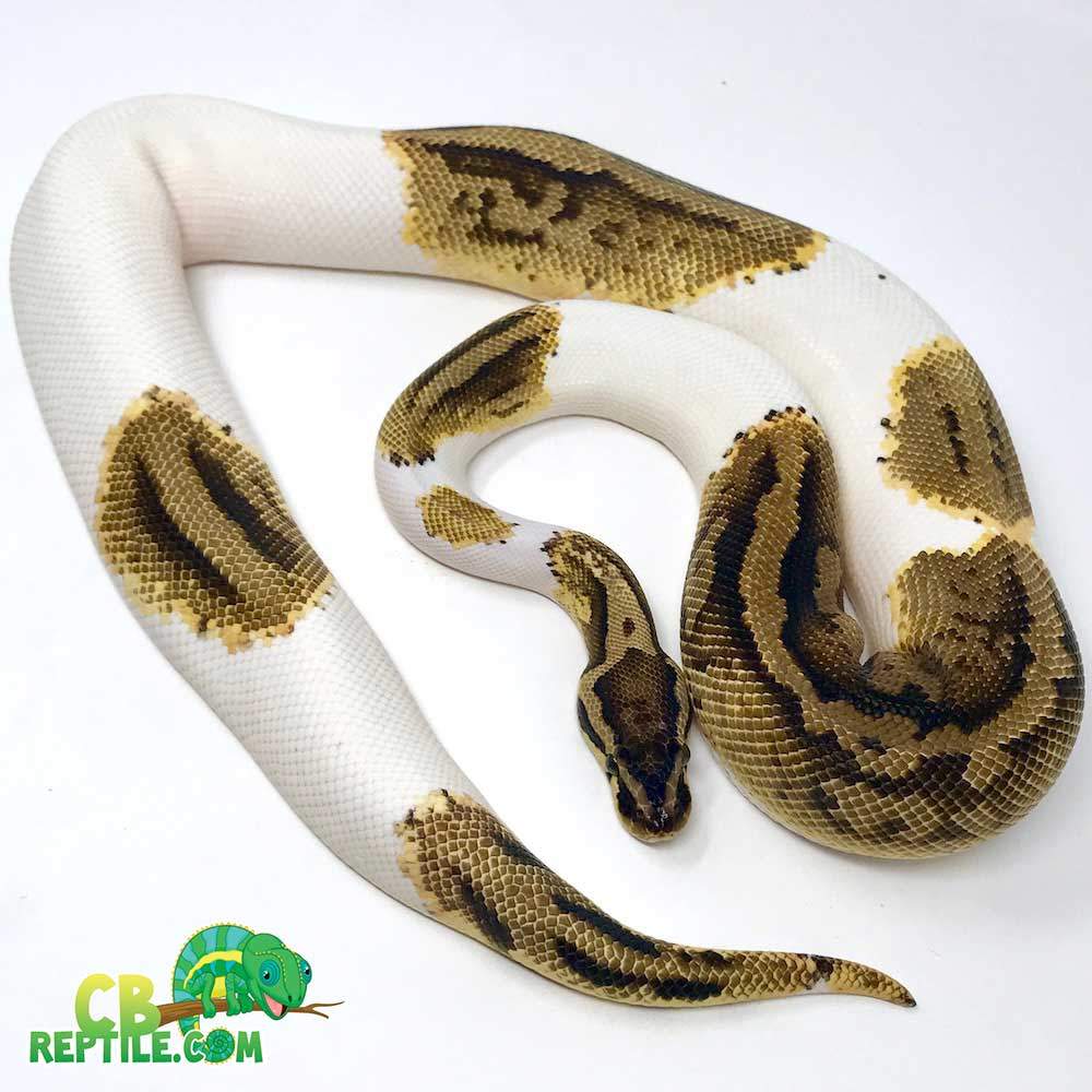 Pastel pied ball python for sale near me buy pastel piebald python