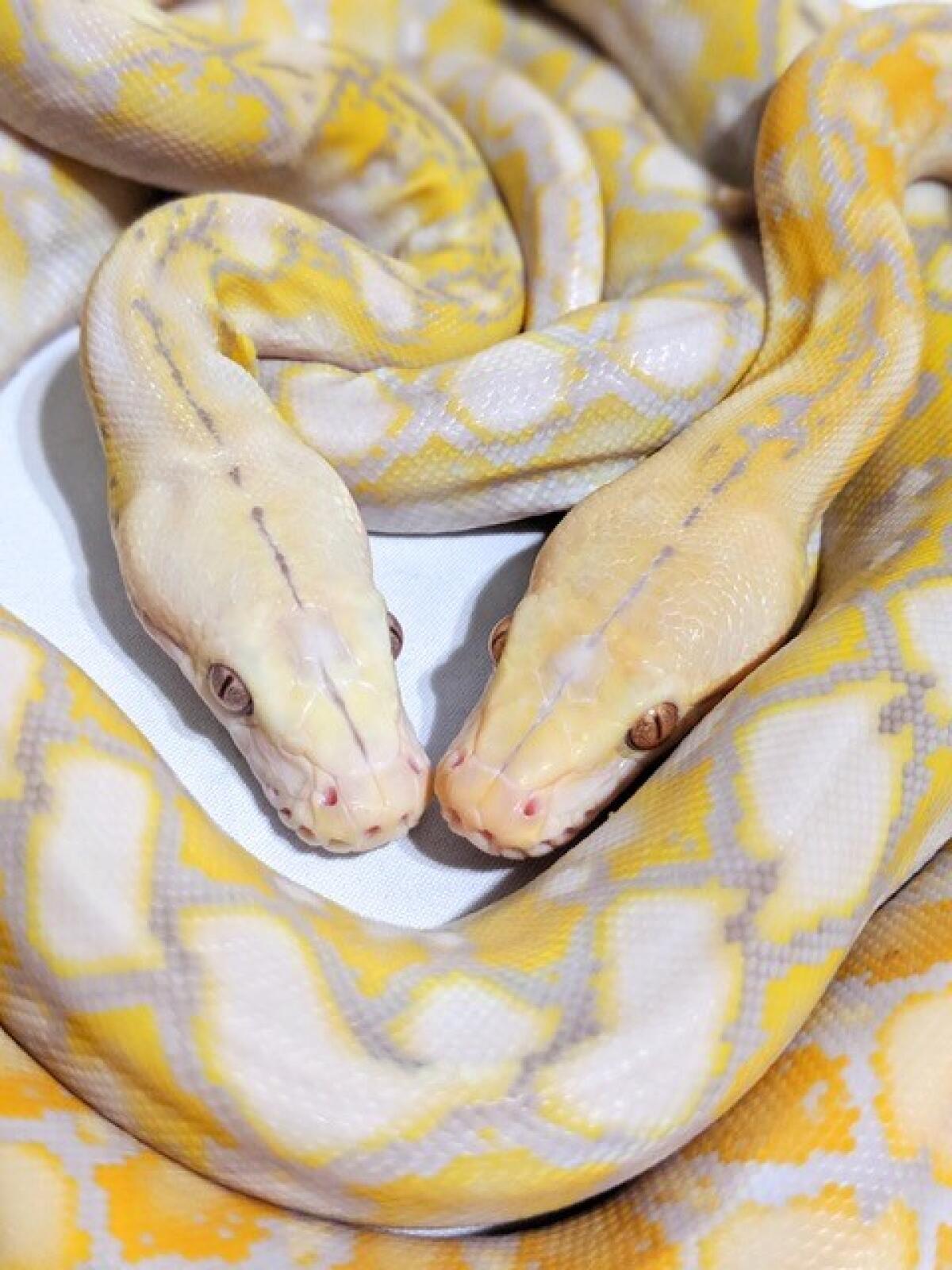 Rainbows and snow meet in the world of exotic snakes