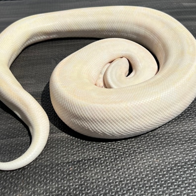 Ball pythons for sale