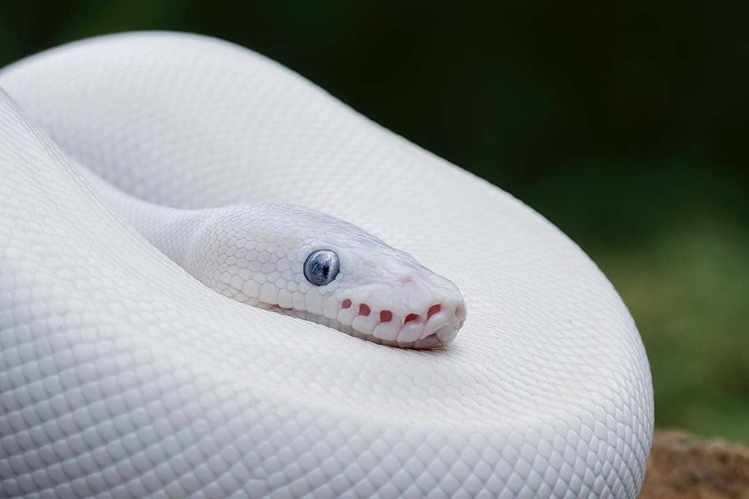 Ð leucistic ball python ð not an albino more in ments ph mark kostich rnatureisfuckinglit