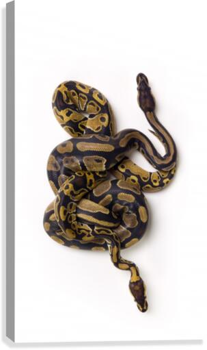 Two ball python snakes intertwined