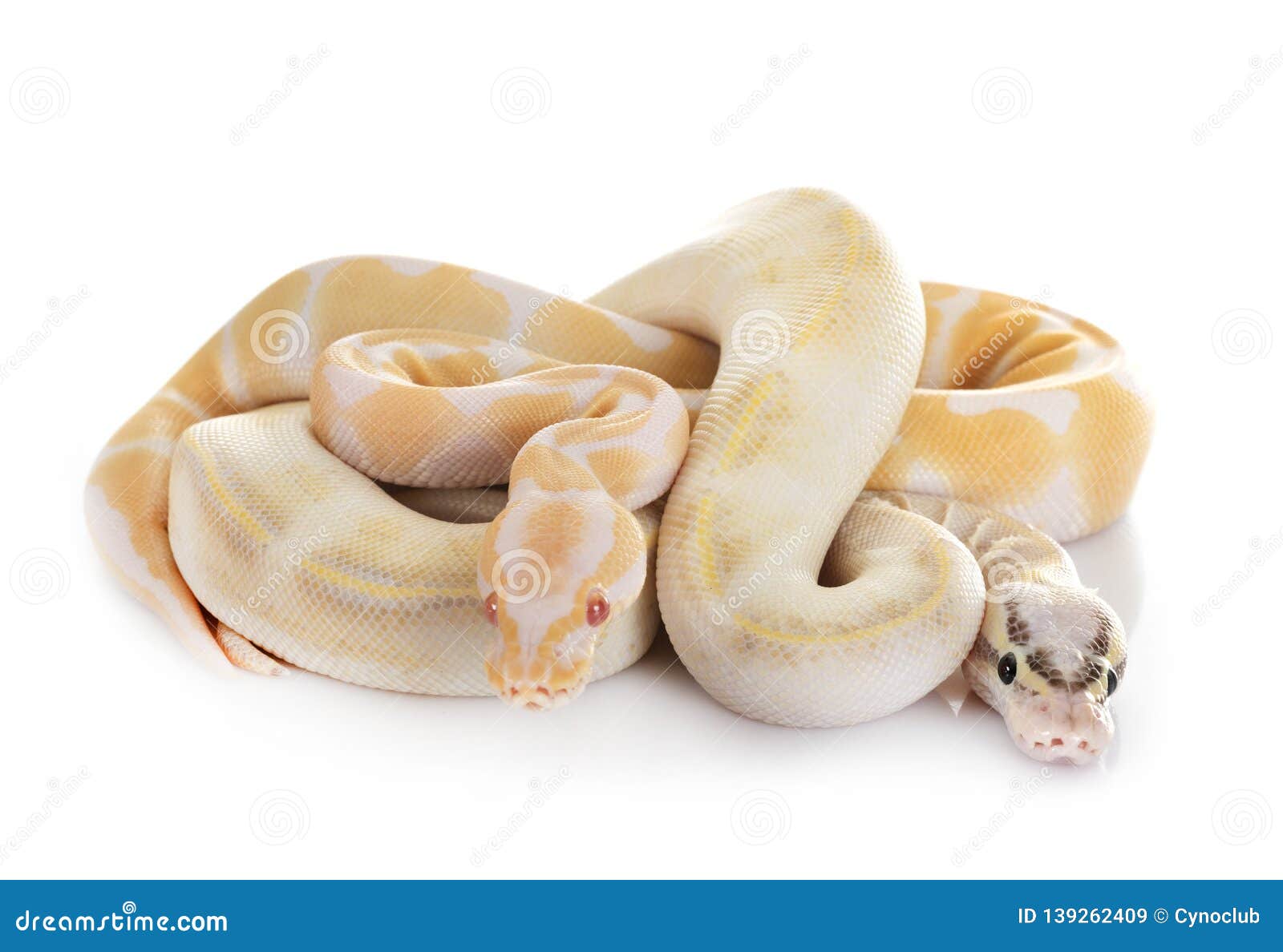 Royal pythons stock photos