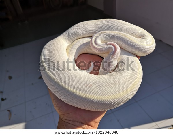 Snow albino ball python python regius stock photo