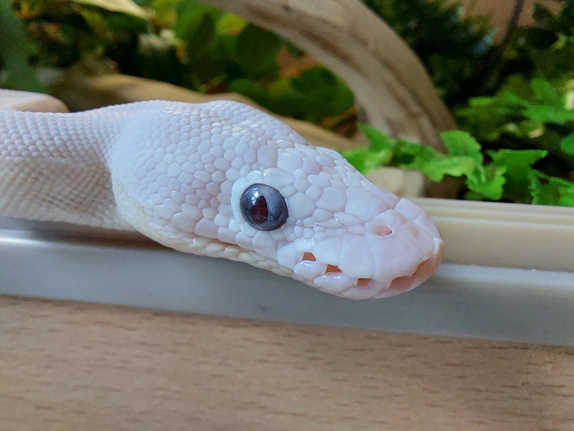 Stuck shed on bottom jaw reptile forums