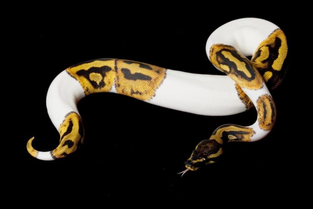 Stunning ball python morphs our favorite types