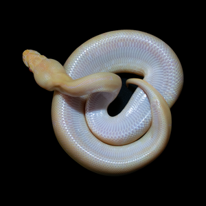 Ball python albino pinstripe het pied