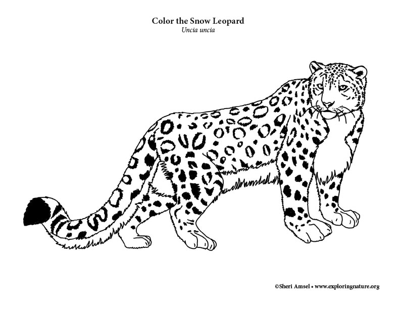 Snow leopard coloring page