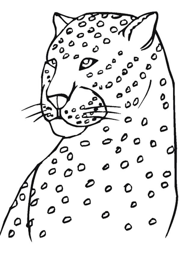 Coloring pages printable snow leopard coloring pages