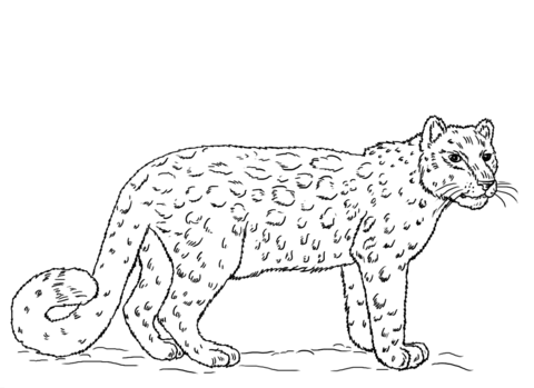 Snow leopard coloring page snow leopard pictures snow leopard drawing leopard pictures