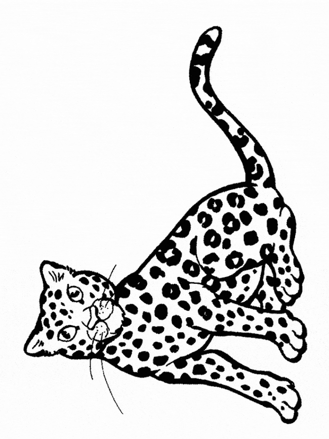 Snow leopard coloring page