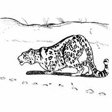 Top free printable leopard coloring pages online