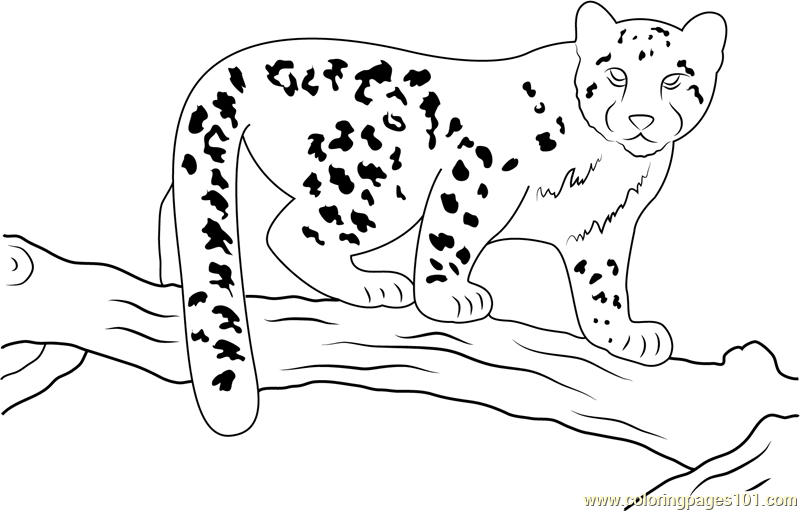 Snow leopard baby coloring page for kids