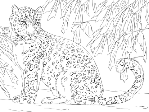 Amur leopard coloring page free printable coloring pages