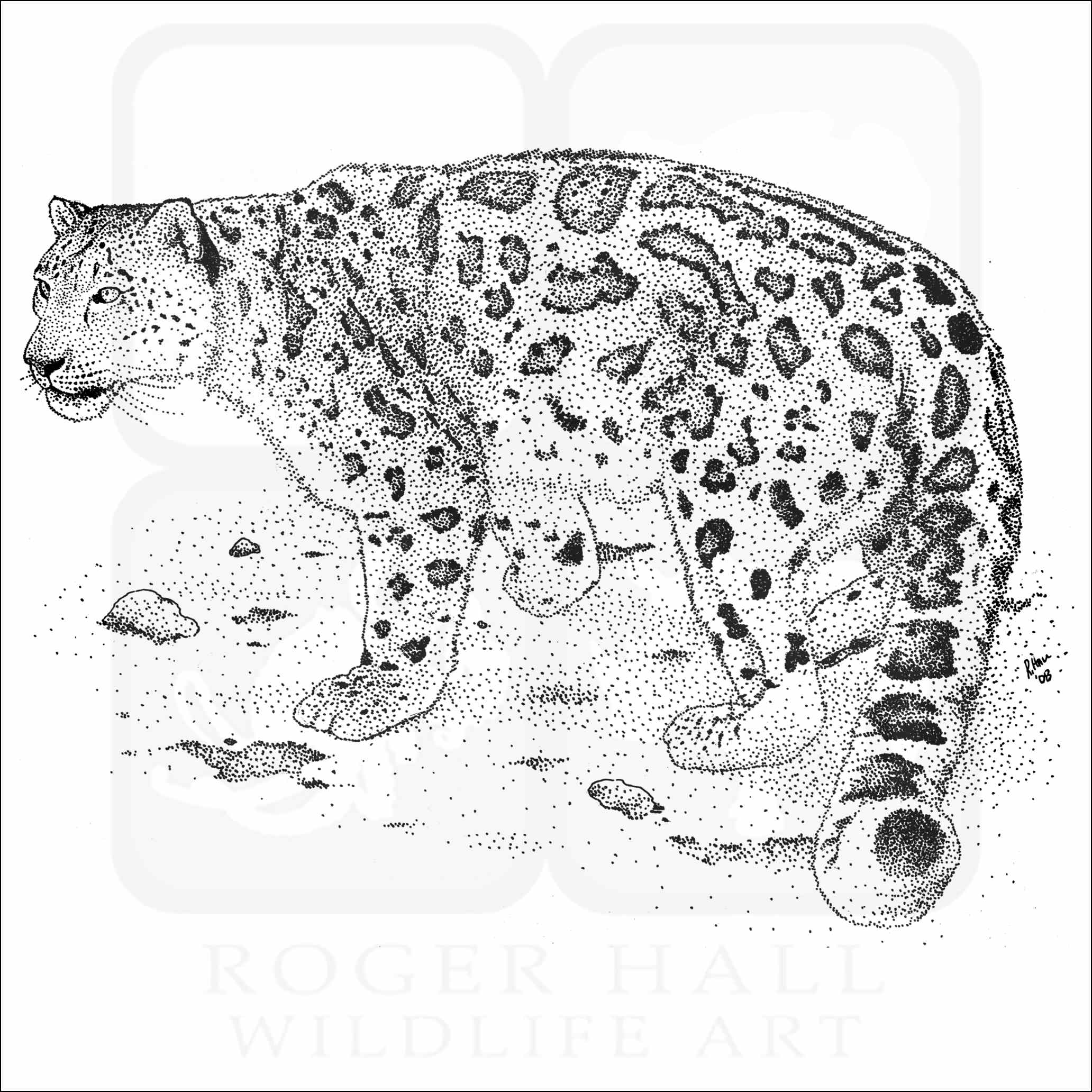 Snow leopard