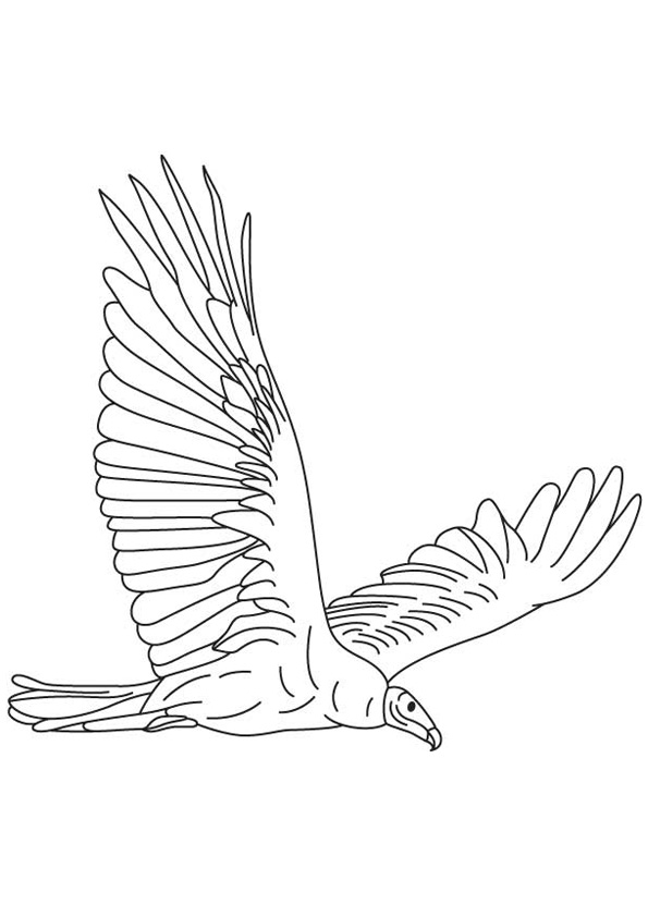 Coloring pages flying vulture coloring pages