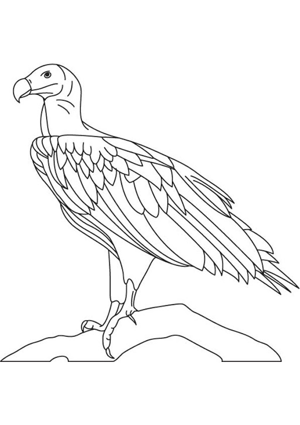 Coloring pages vulture coloring pages for kids