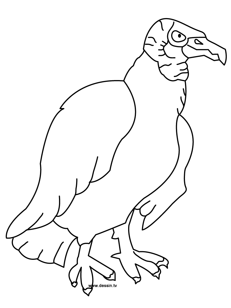 Vulture coloring pages