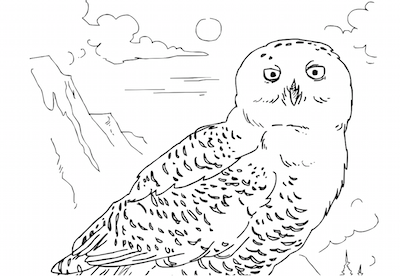 Snowy owl coloring page