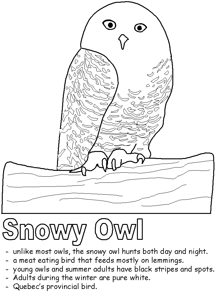 Snowy owl coloring page