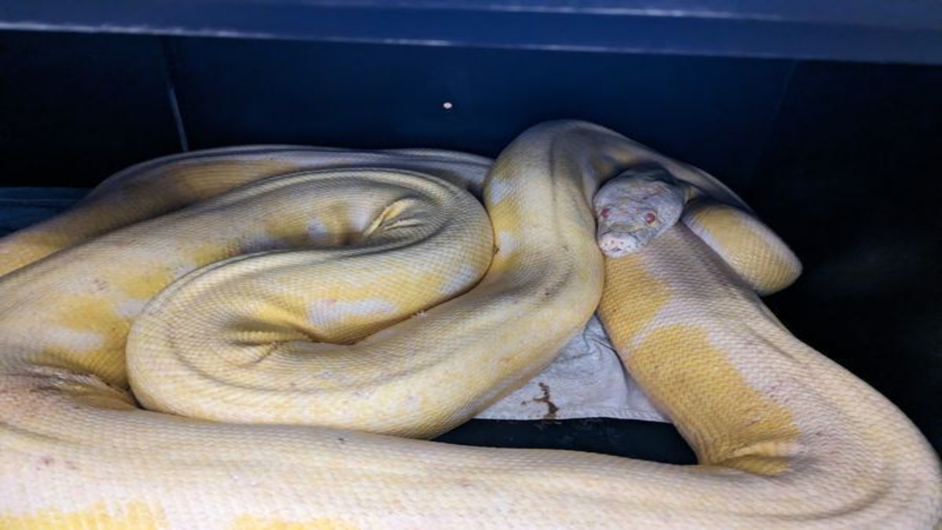 Missing python from dallas found in austin texas â nbc dallas