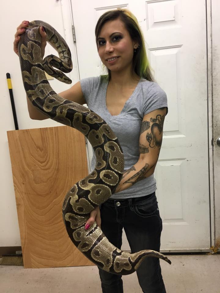 Volta ball pythons outback reptiles