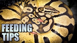 Ball python not eating tips for stubborn snakes