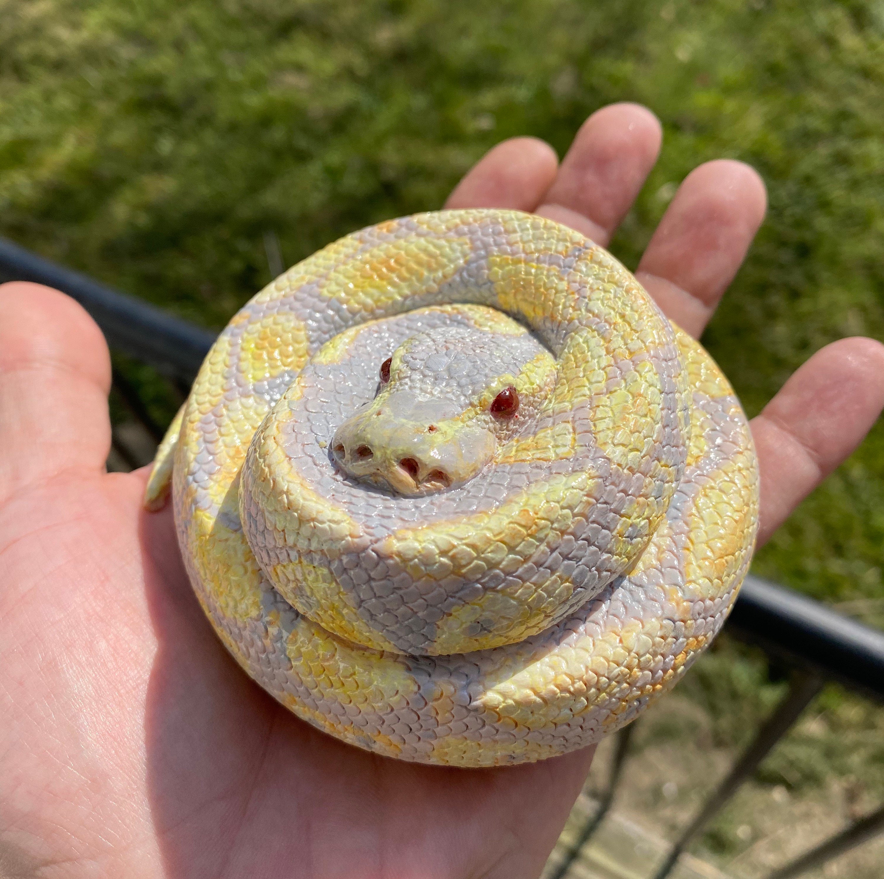 Albino ball python cm diameter