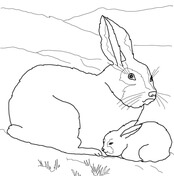 Hares coloring pages free coloring pages