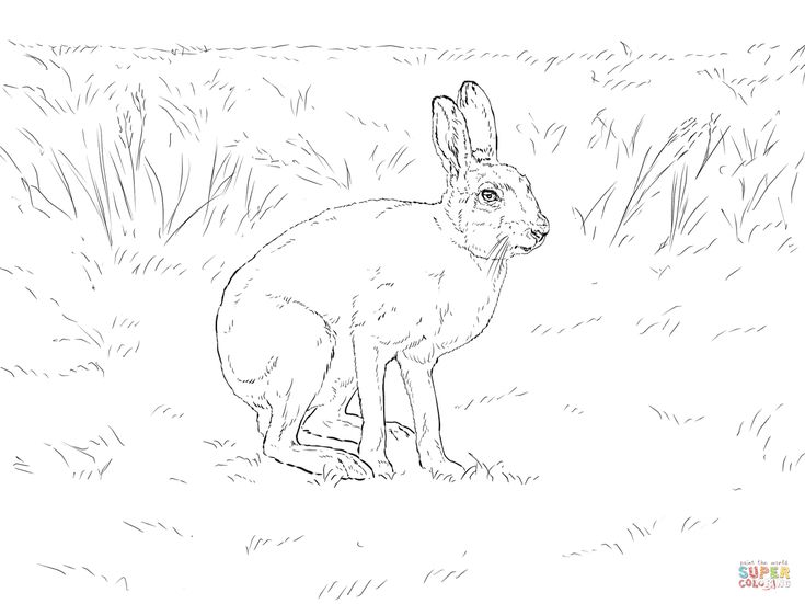 Mountain hare coloring page free printable coloring pages ausmalbilder ausmalbild schneehase