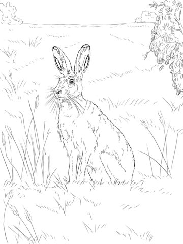 Brown hare coloring page free printable coloring pages coloring pages hare pictures animal tarot