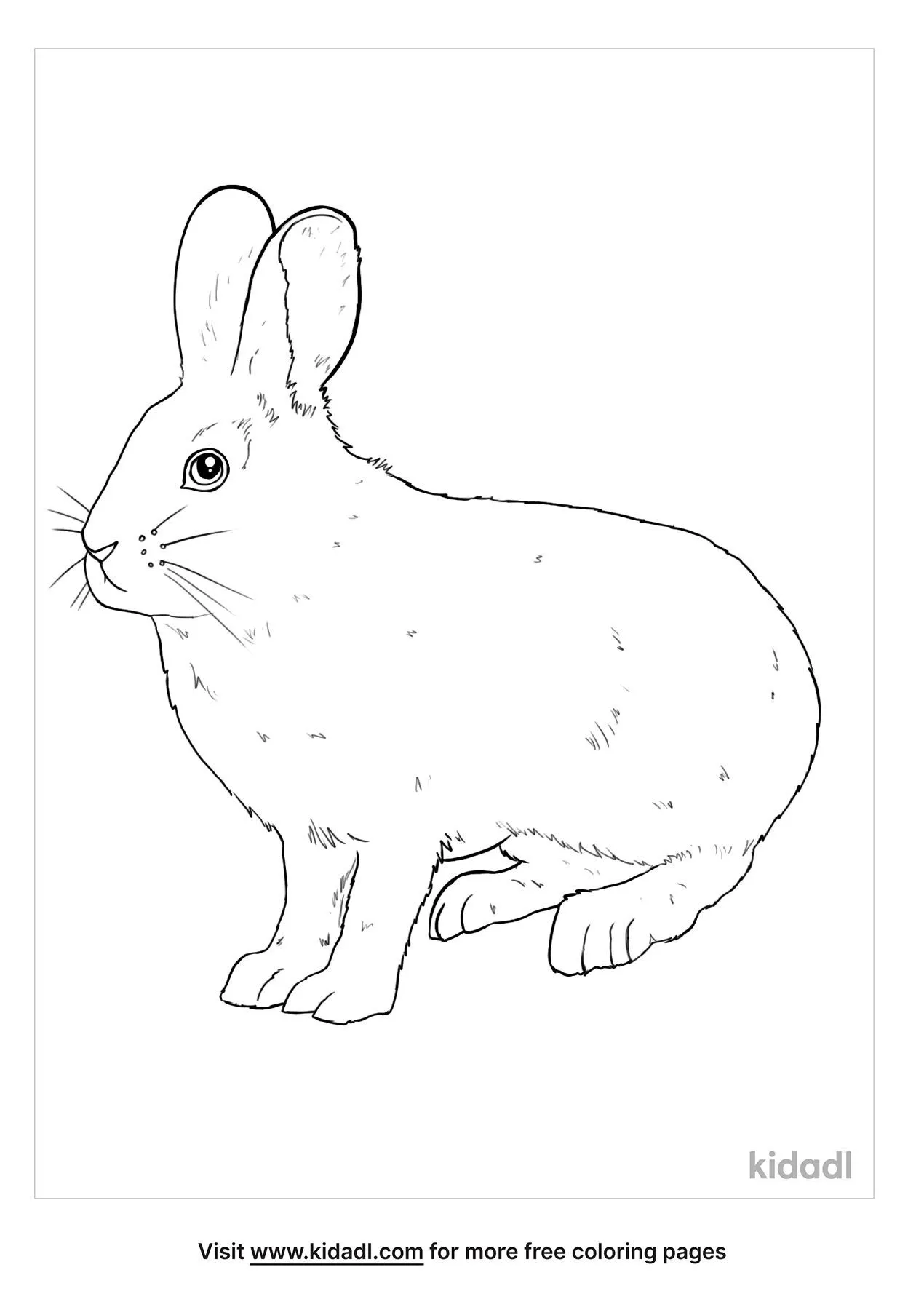 Free snowshoe hare coloring page coloring page printables