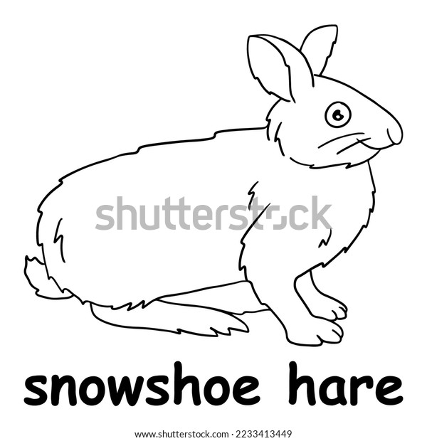 Kids line illustration coloring snowshoe hare stock vector royalty free