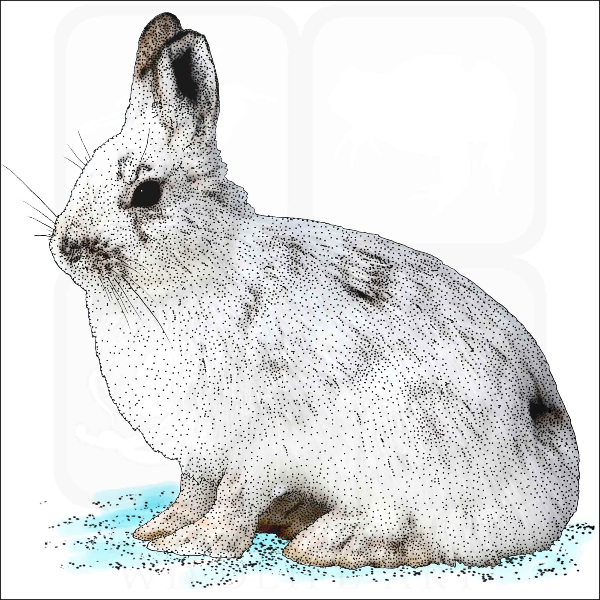 Snowshoe hare