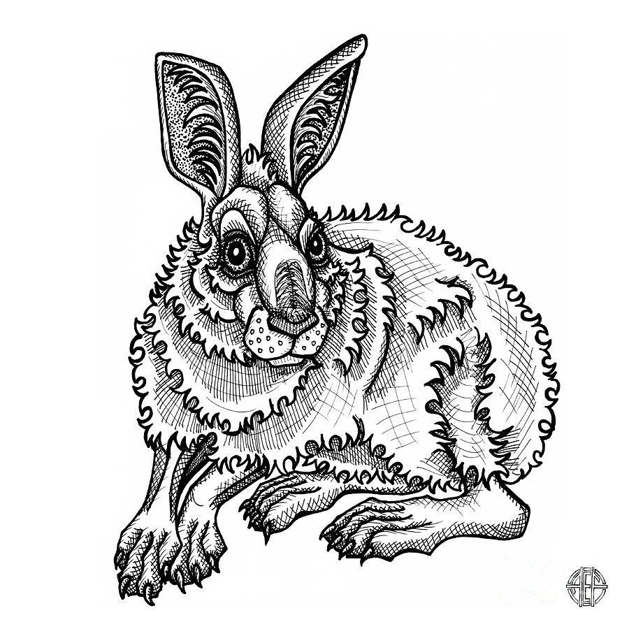 Snowshoe hare drawing by amy e fraser