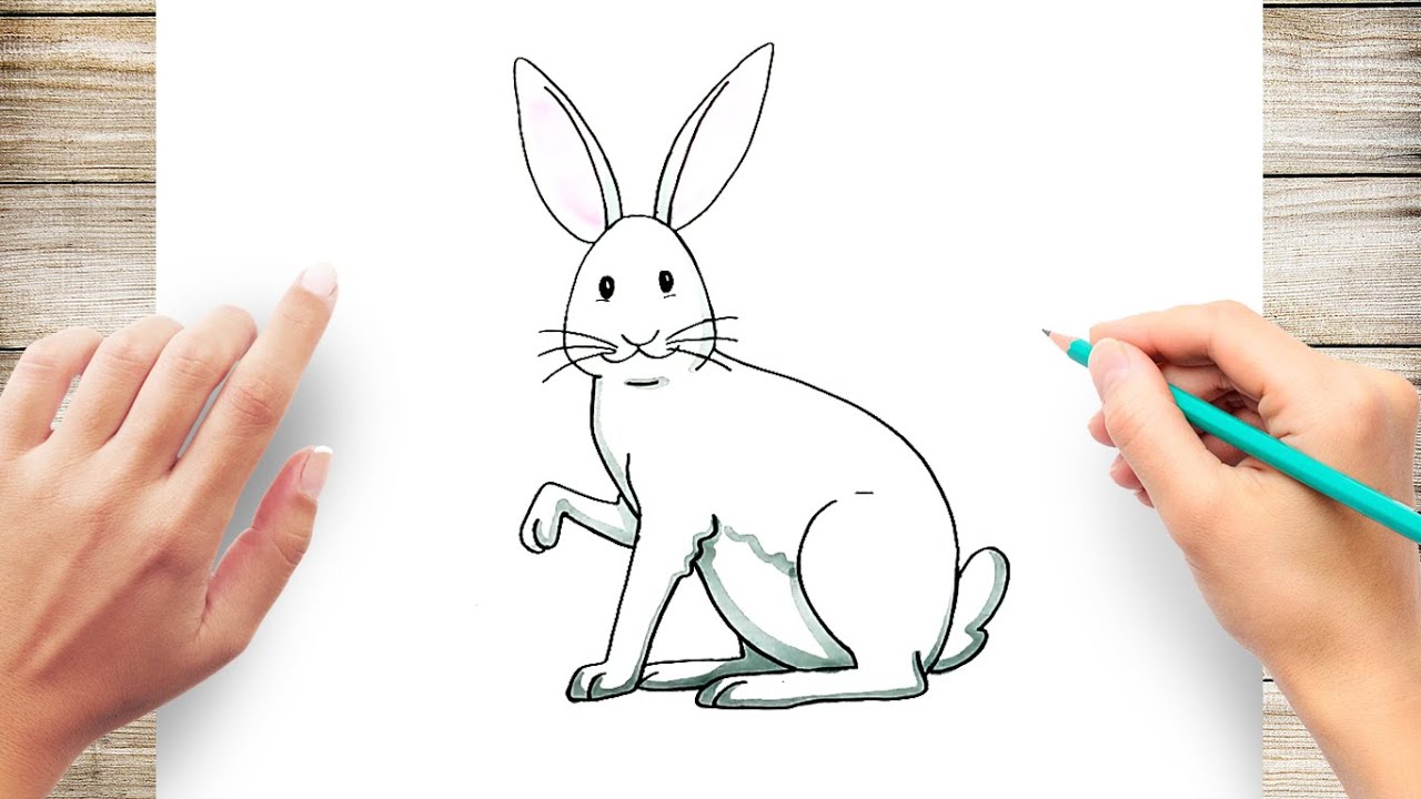 How to draw a arctic hare