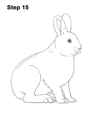 How to draw a snowshoe hare video step