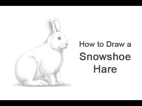 How to draw a snowshoe hare