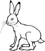 Hares coloring pages free coloring pages