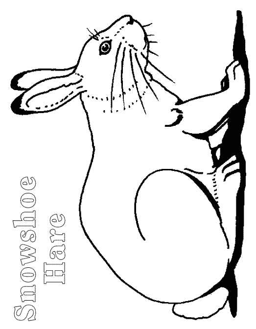 Hare coloring page