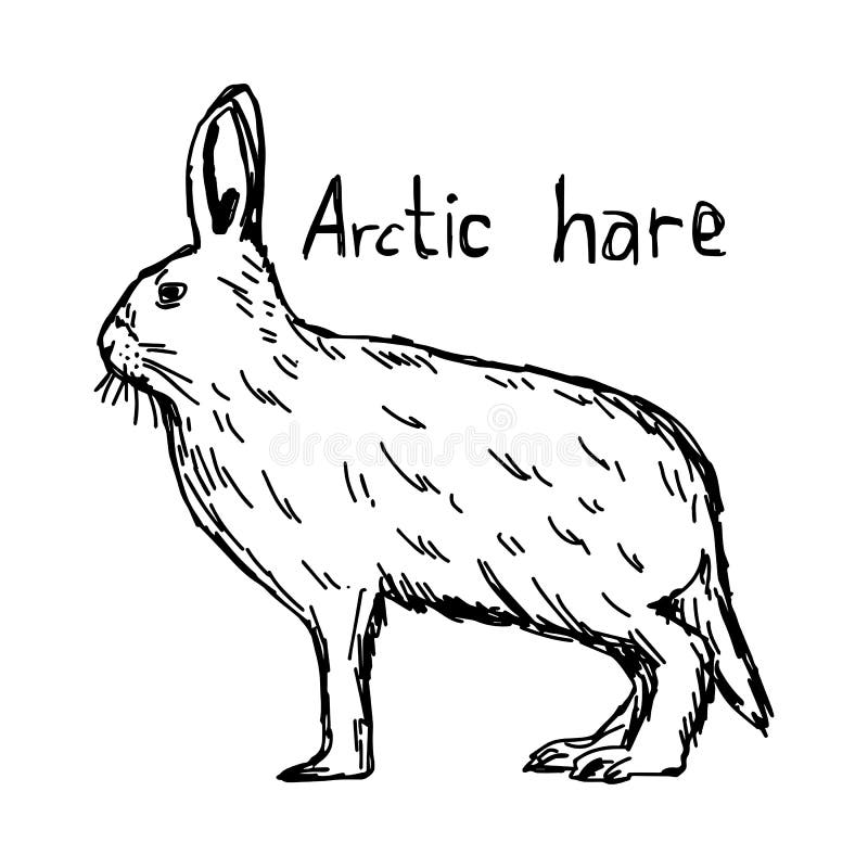 Snowshoe hare stock illustrations â snowshoe hare stock illustrations vectors clipart