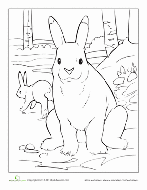 Snowshoe hare worksheet education snowshoe hare coloring pages arctic hare