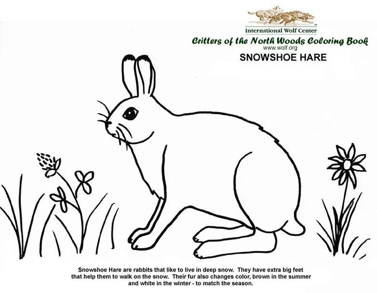 Coloring book international wolf center snowshoe hare coloring books projects for kids