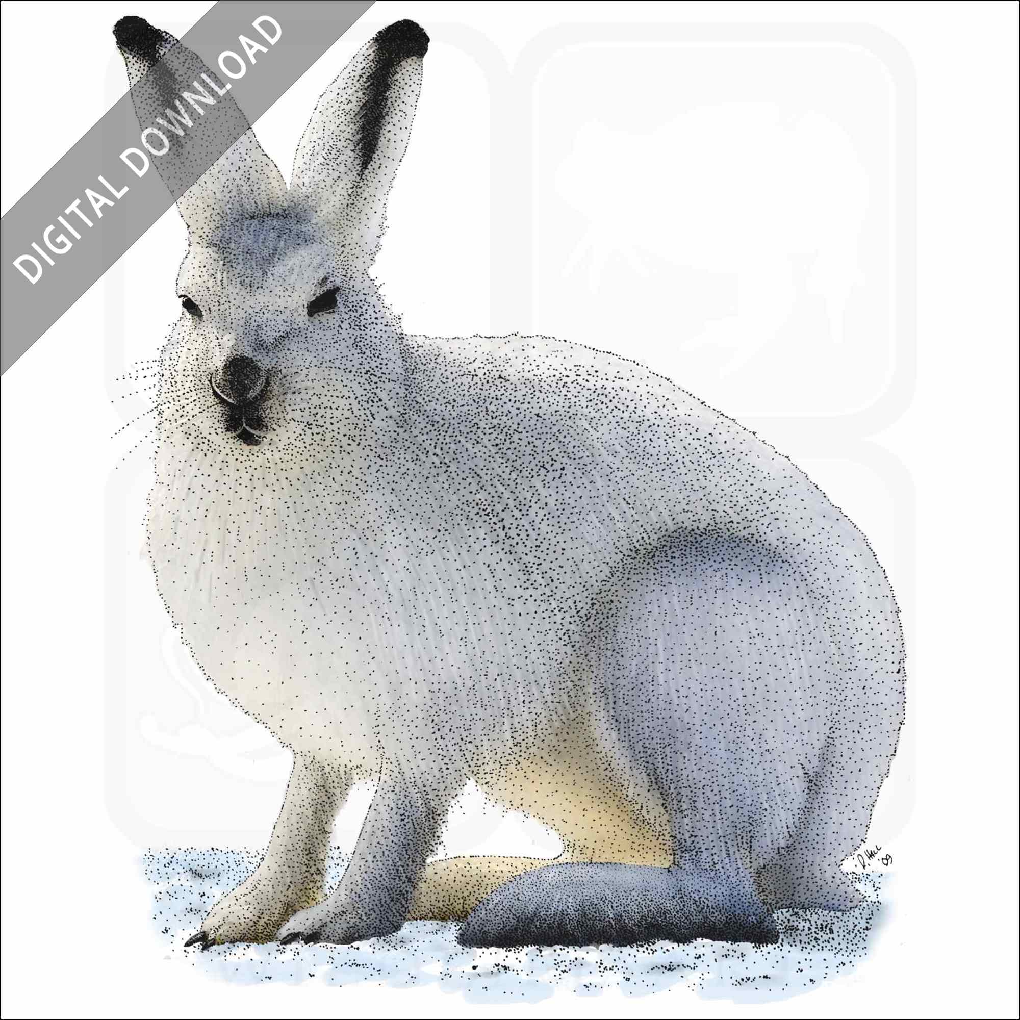 Stock art drawing of an arctic hare