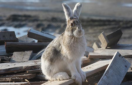 Snowshoe hare species profile department of fish and game