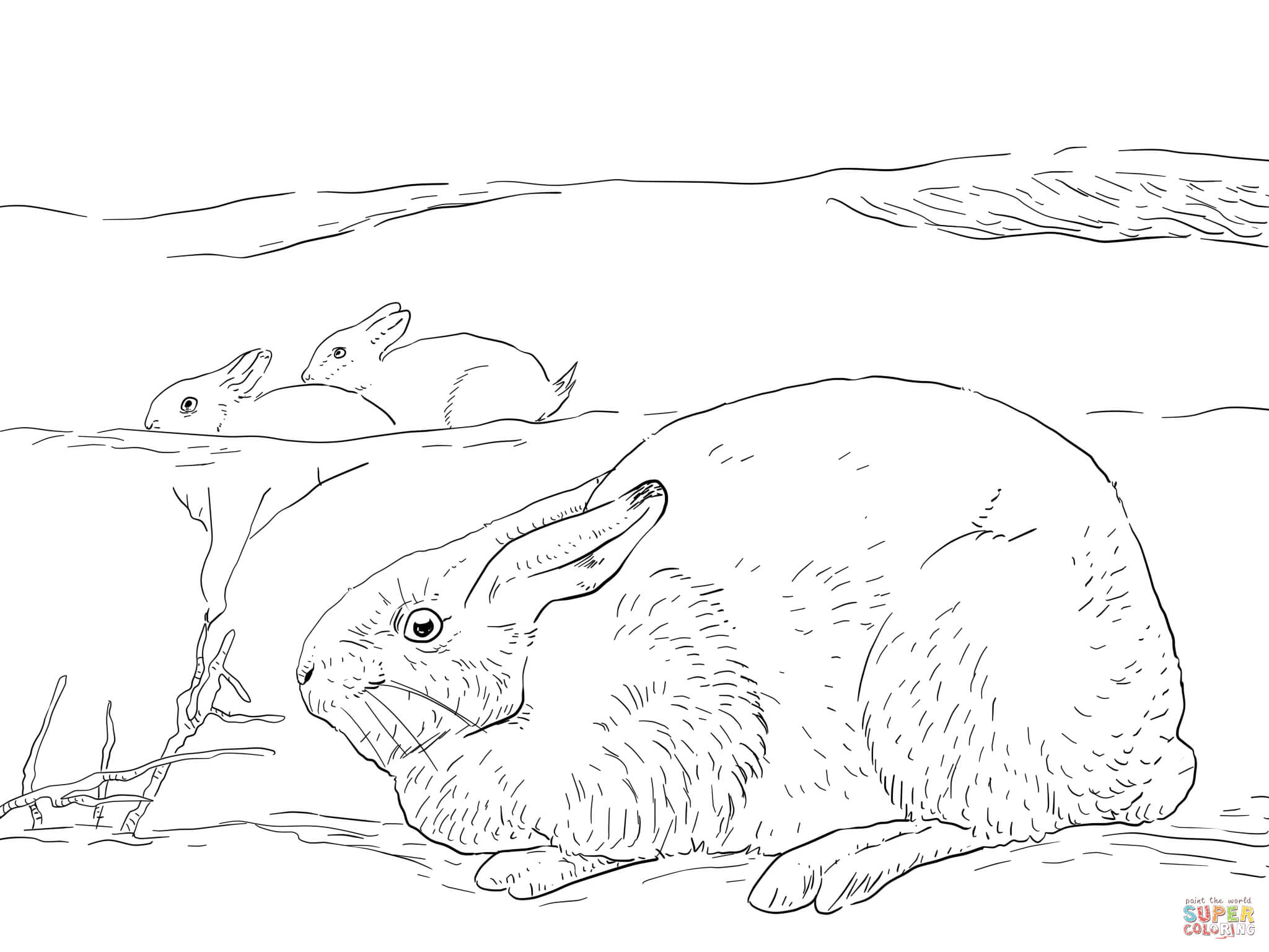 Arctic hares coloring page free printable coloring pages