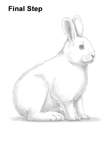 How to draw a snowshoe hare video step