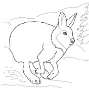 Snowshoe hare or rabbit coloring page free printable coloring pages