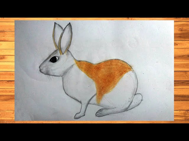 How to draw a rabbit easy ð rabbit drawing colour for kids ð rabbit drawing easy step by step