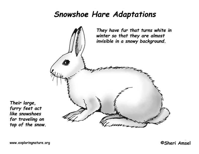 Adaptations of the snowshoe hare